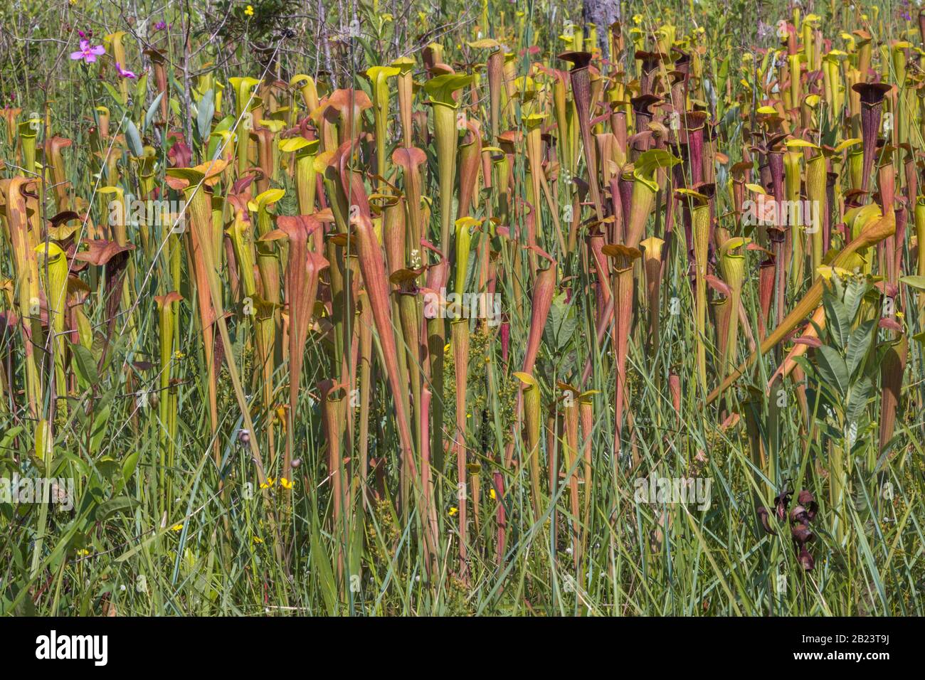 Sarracenia alata im Stone County, Mississippi, USA Stockfoto