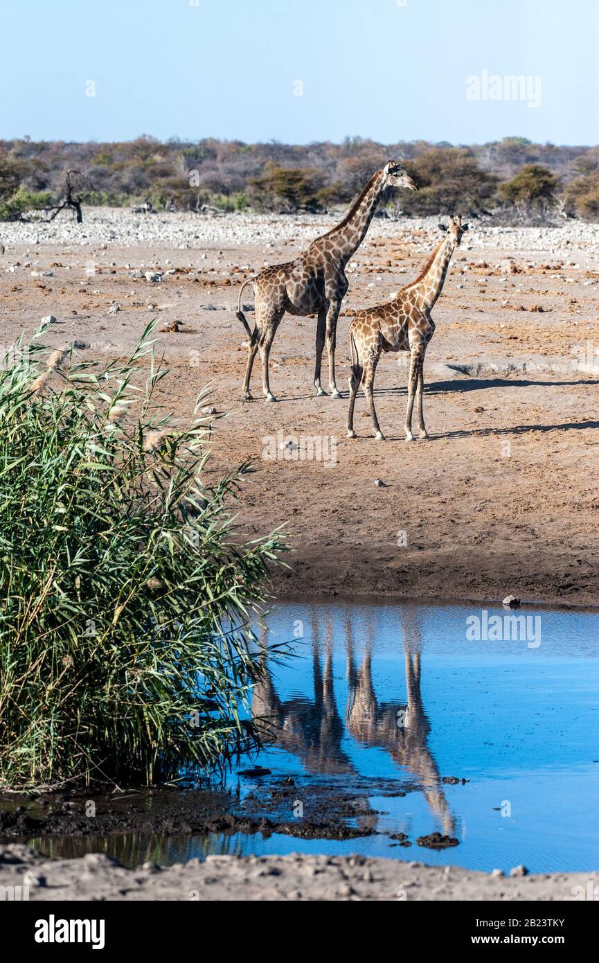 Angolas Giraffa giraffa Giraffen - angolensis in der Nähe von einem Wasserloch im Etosha National Park, Namibia. Stockfoto