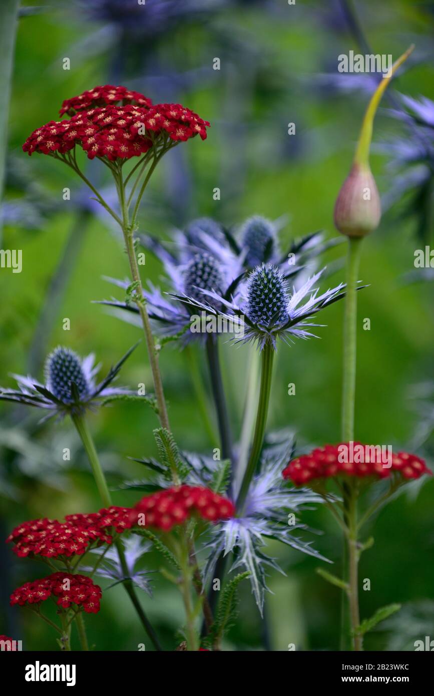 allium atropurpureum, Blütenkopf, Achillea millefolium Red Velvet, Schafgarbe, Eryngium X Zabelii Big Blue, Seechußling, in Hintergrund, nicht fokussiert, rot und blau Stockfoto