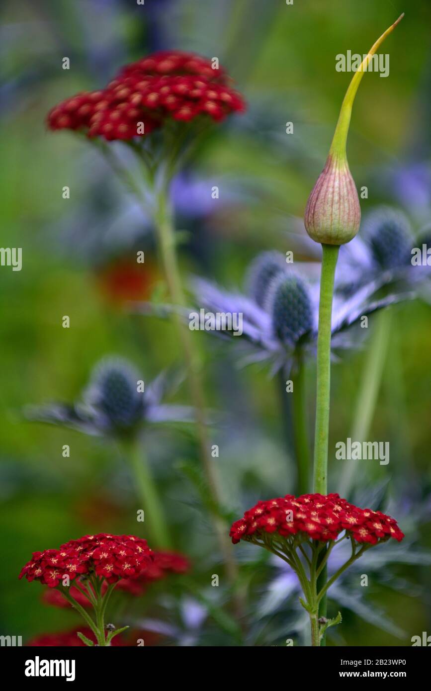 allium atropurpureum, Blütenkopf, Achillea millefolium Red Velvet, Schafgarbe, Eryngium X Zabelii Big Blue, Seechußling, in Hintergrund, nicht fokussiert, rot und blau Stockfoto