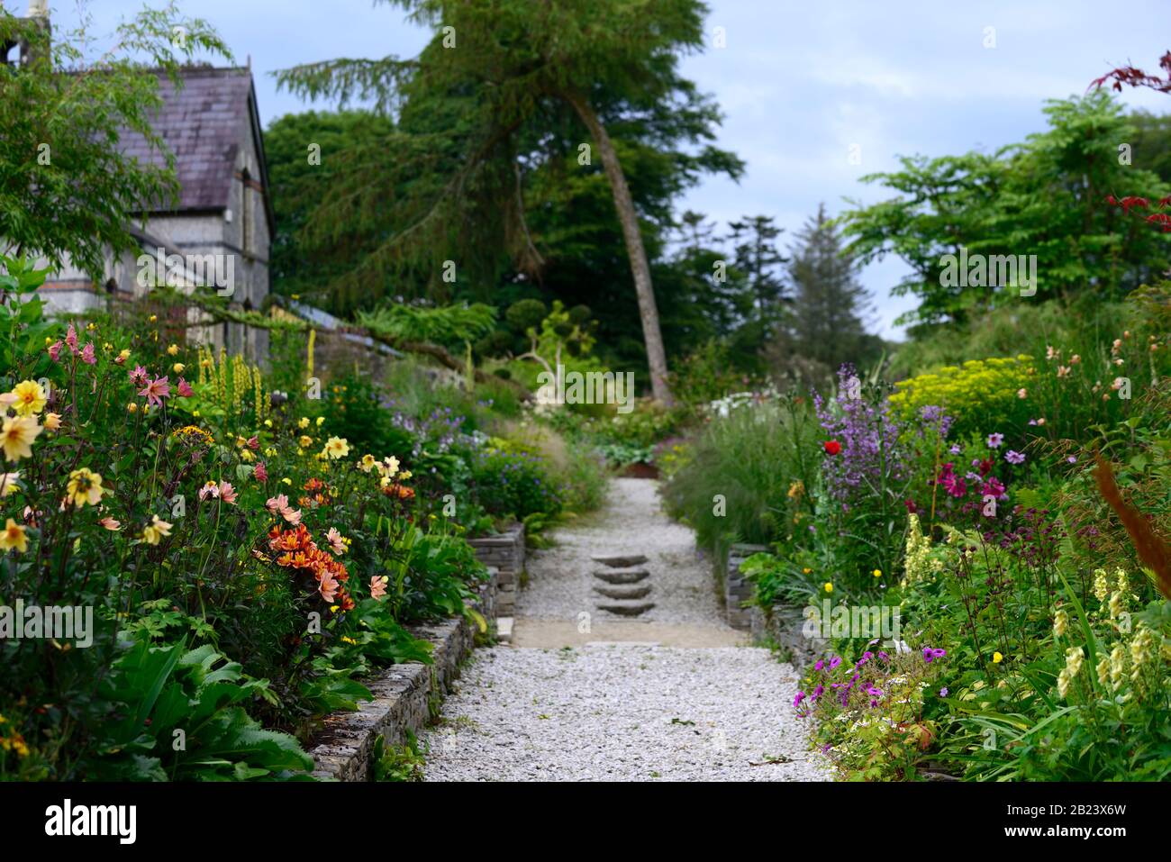 Dahlia, einzelne Dahlien, pfirnige Dahlien, Setzling, cremefarbene Blumen, Alstroemeria indischer Sommer, June Blake's Garden, Wicklow, Irland, Garten, Gärten, Herbac Stockfoto