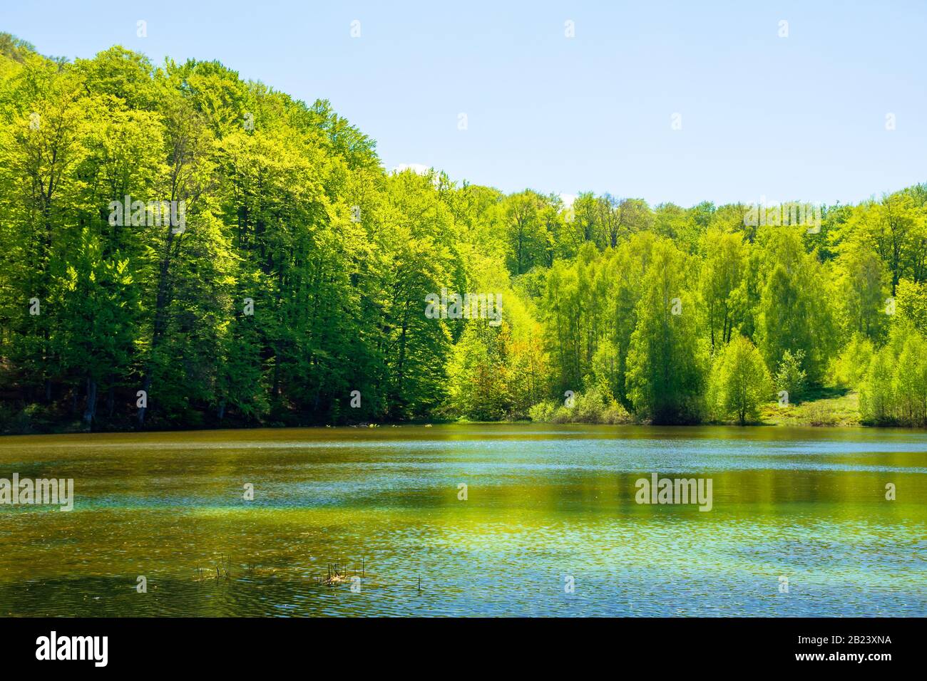 Landschaft am Bergsee inmitten von Nadelwald. Wundervolle Naturlandschaft im Frühling um die Mittagszeit. Stockfoto