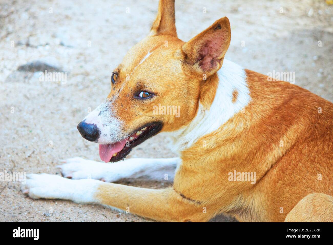 Nahaufnahme eines braunen und weißen Hundes, der den Kameramann betrachtet, während er an einem hellen Tag mit offenem Kiefer am Strand entspannen kann Stockfoto