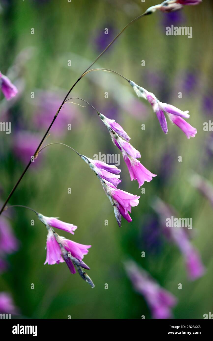 Dierama pulcherrimum, lila Blumen, Blumen, Stauden, Bogenschiessen, Dangling, hängend, Glockenförmigen, Angeln Engel Stangen, RM Floral Stockfoto
