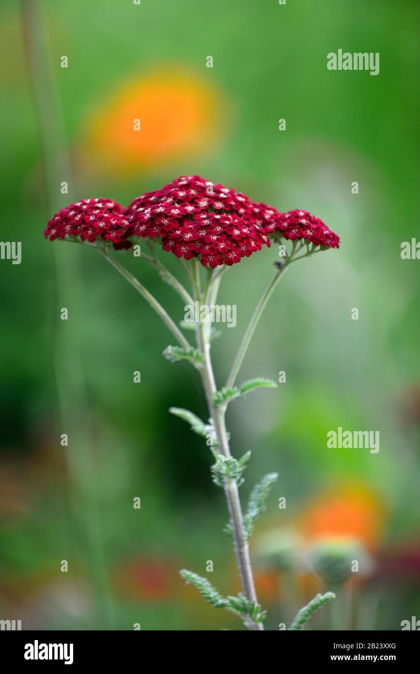 Achillea millefolium Red Velvet, rote Blumen, Blume, Blüte, Garten, Gärten, RM Floral Stockfoto
