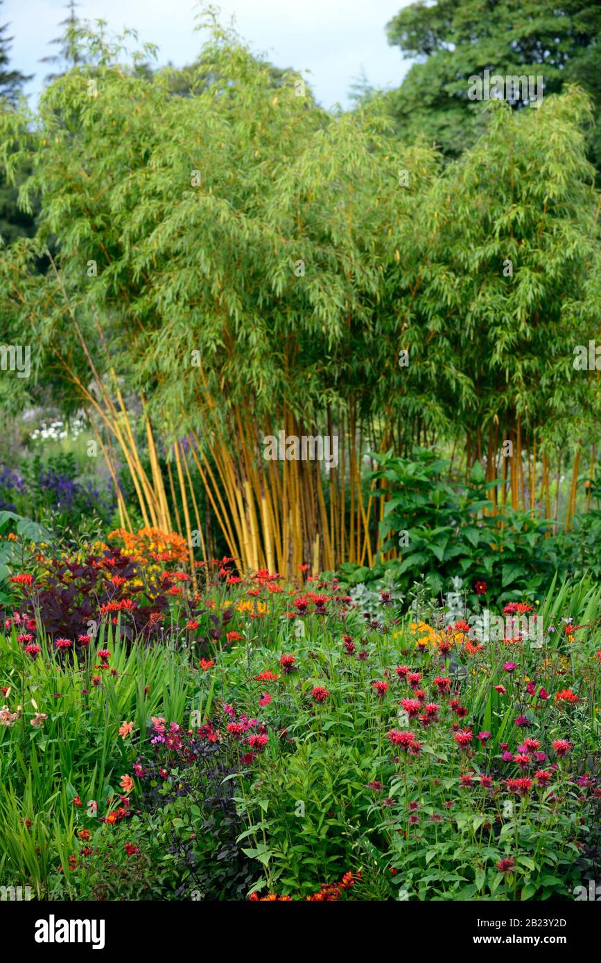 Garten, Grten, mehrjhrig, Stauden, phyllostachys aureosulcata  aureocaulis, gelber Stamm Bambus, Golden Crookstem Ba Stockfotografie -  Alamy