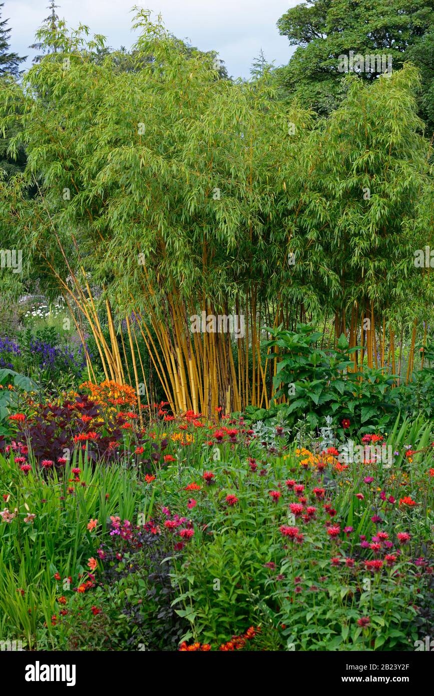 Garten, Gärten, mehrjährig, Stauden, phyllostachys aureosulcata aureocaulis, gelber Stamm Bambus, Golden Crookstem Ba Stockfoto