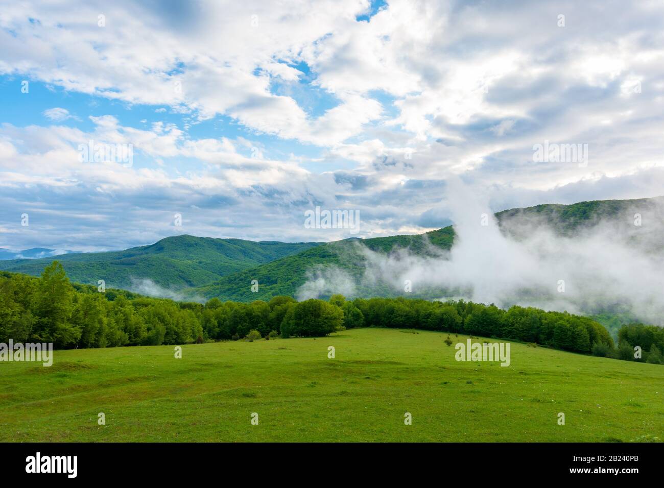 Wolken und Nebel ragen über den Buchenwald. Morgendliche Berglandschaft der karpaten im Frühjahr, grünes Gras auf der Wiese im Vordergrund Stockfoto