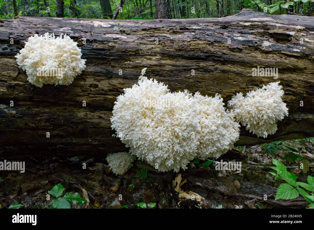 Ein ziemlich großer Knall aus Korallenpilz, Hericium coralloide, wächst auf verfallenden nördlichen Roteichenholz in den Pocono Mountains von Pennsylvania. Stockfoto