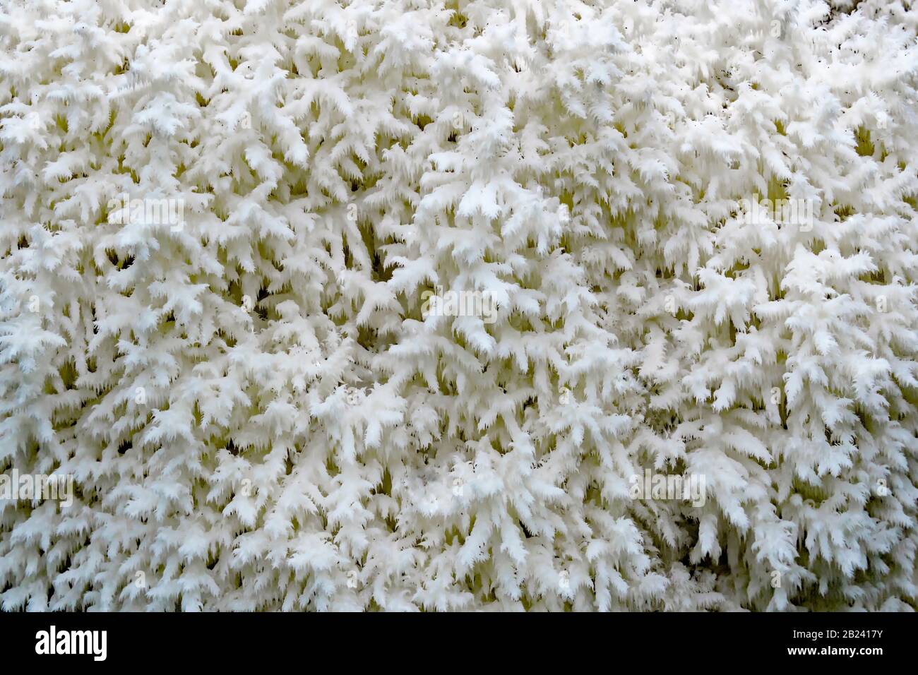 Eine genaue Darstellung der Details des Coral-Zahnpilzes, des Hericium Coralloides; Stockfoto