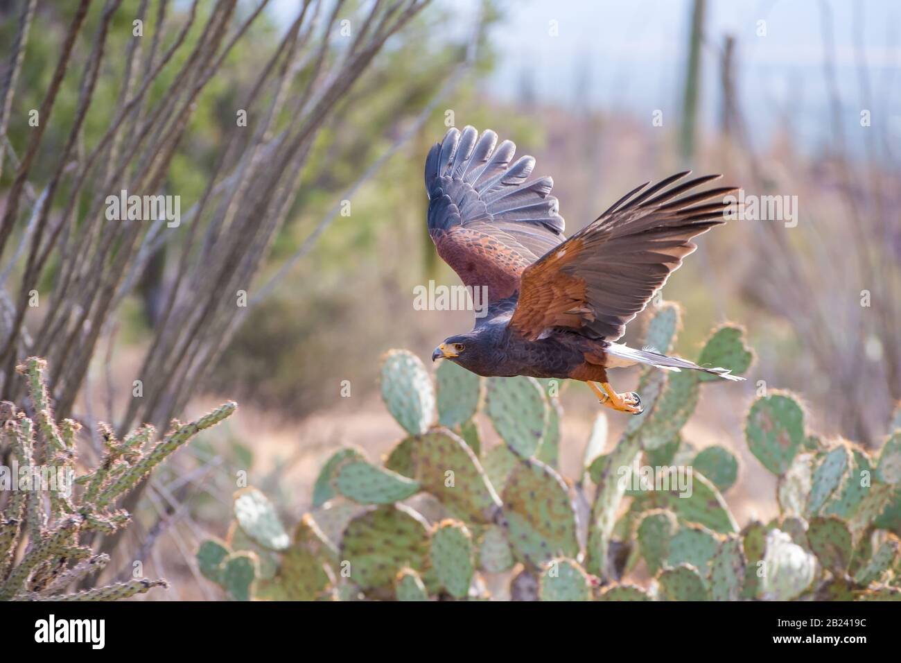 Harris Hawk auf Dem Flug über die Wüste Arizona-Südwest Stockfoto