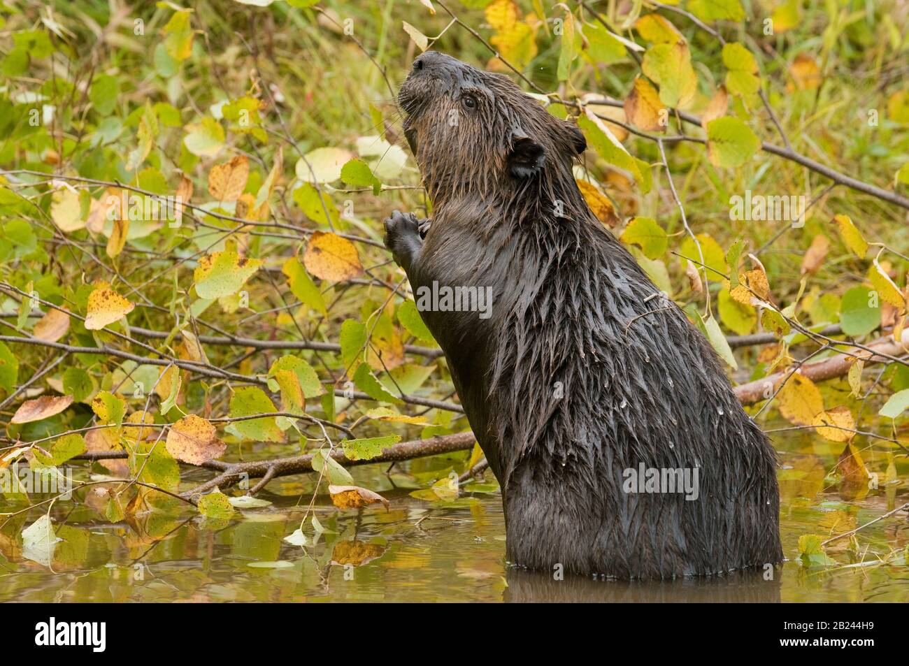 American Beaver (Castor canadensis) Cutting Aspen Tree (Populus tremuloides), Nordamerika, von Dominique Braud/Dembinsky Photo Assoc Stockfoto