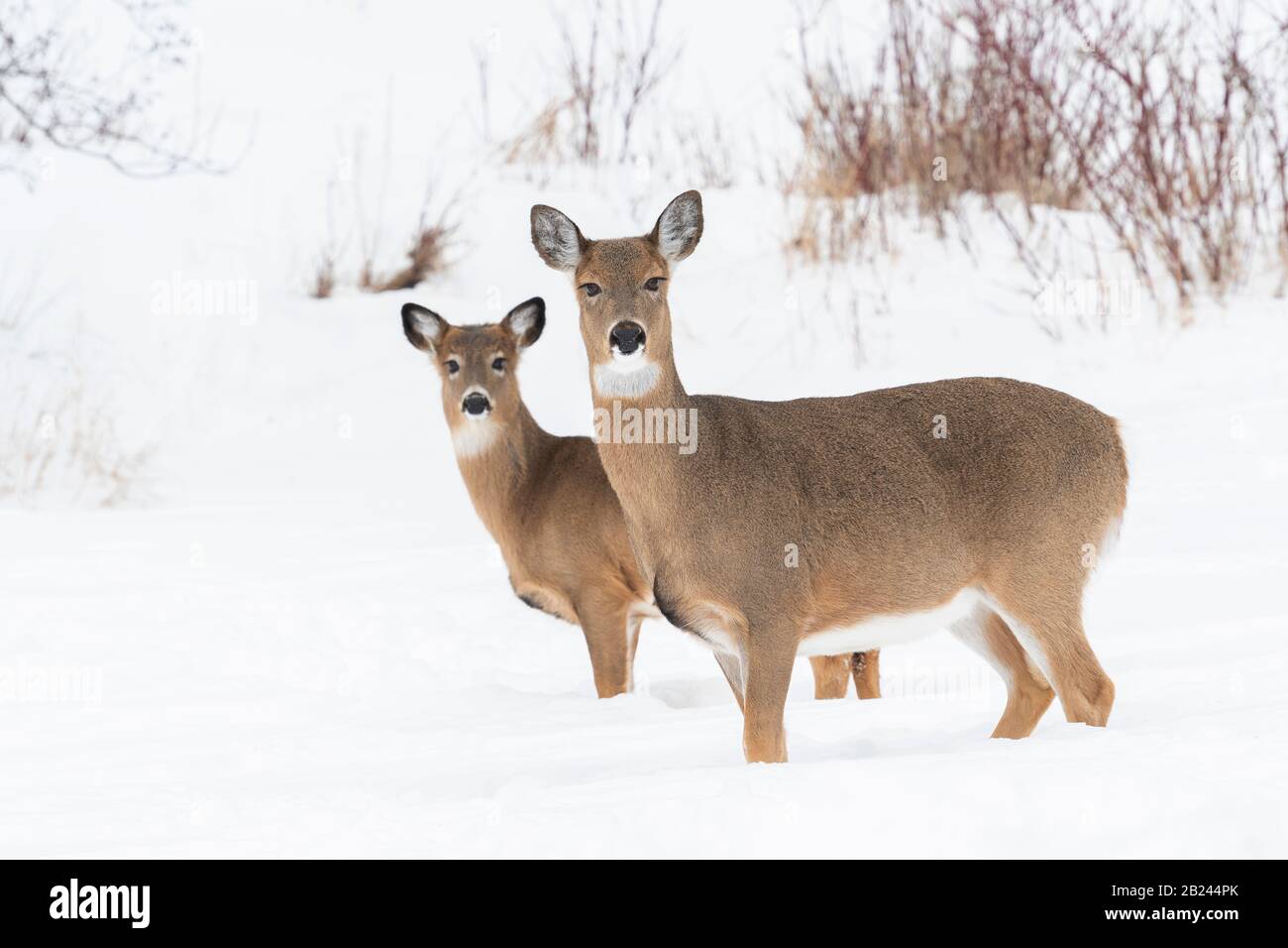 Weißschwein-Rehe (Odocoileus virginianus), Winter, Ostnordamerikaner, von Dominique Braud/Dembinsky Photo Assoc Stockfoto