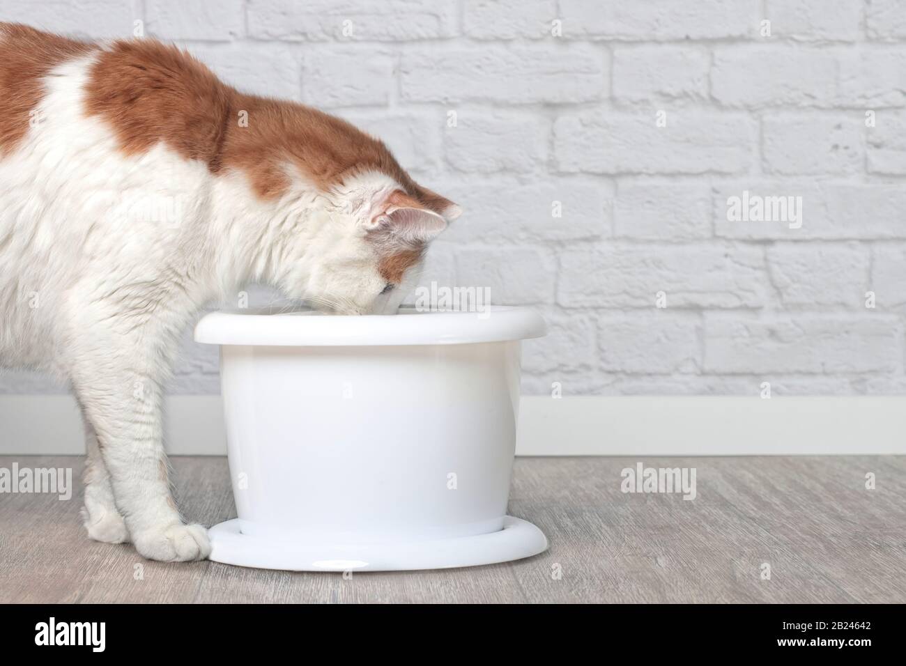 Durstiger Langhaarkatze, der Wasser aus einem Trinkbrunnen für Haustiere trinkt. Seitenansicht mit Kopierbereich. Stockfoto