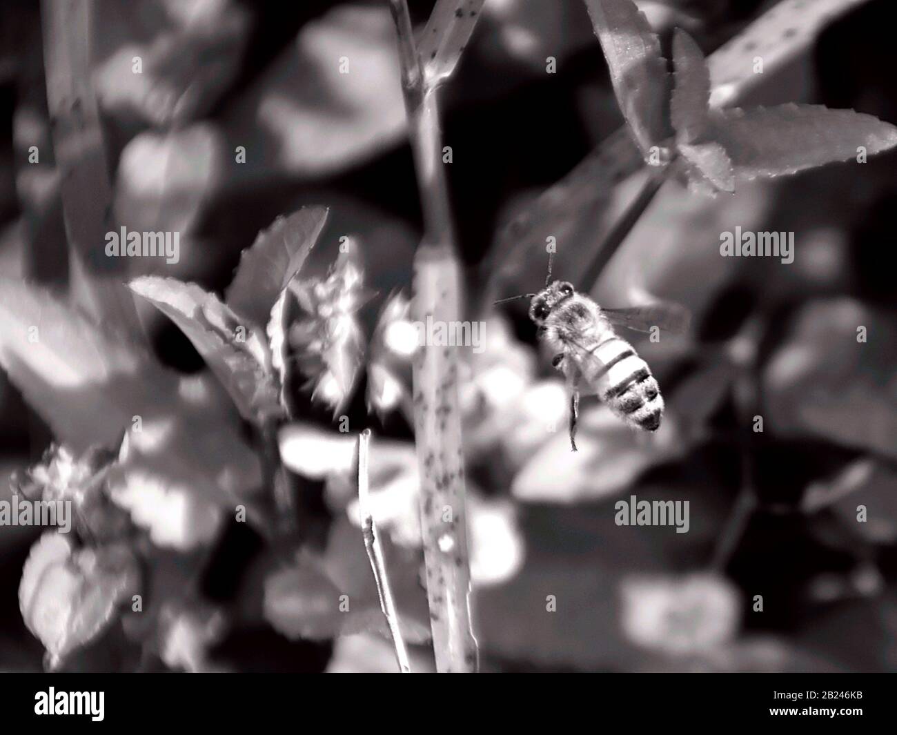 Dies ist ein Makrofoto einer amerikanischen Honigbiene im Flug in der Nähe einiger kleiner Blumen. Stockfoto