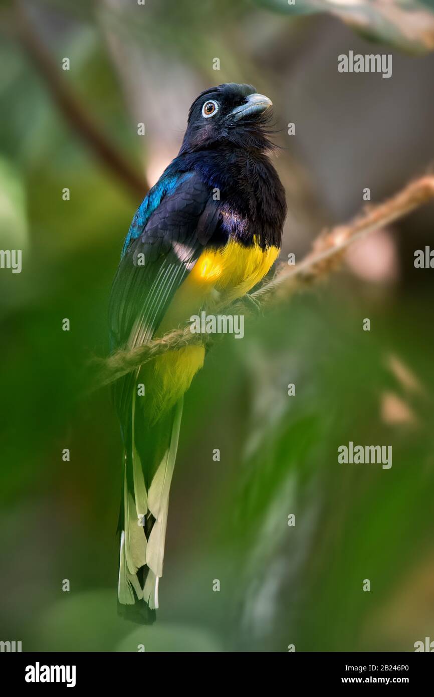 Trogon - Trogon Viridis, ein wunderbarer Vogel aus südamerikanischen tropischen Wäldern, Brasilien. Stockfoto