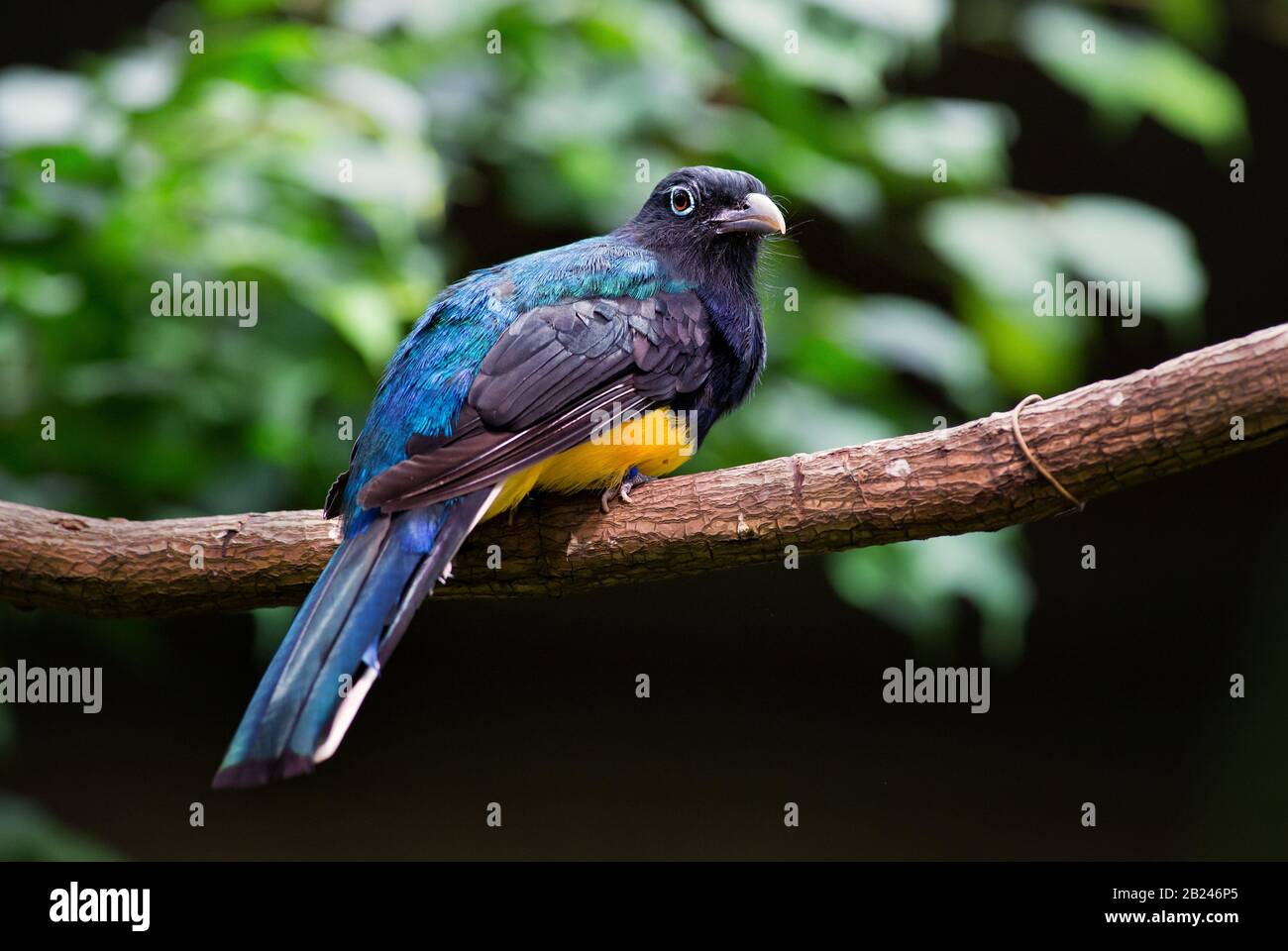 Trogon - Trogon Viridis, ein wunderbarer Vogel aus südamerikanischen tropischen Wäldern, Brasilien. Stockfoto