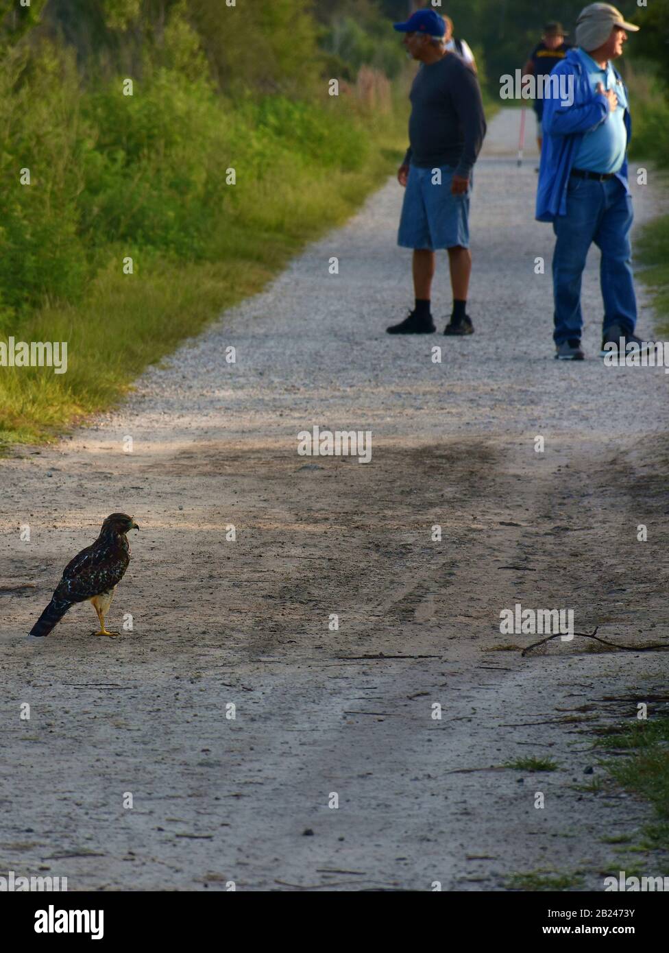 Diese Outdoor-Fotos wurden im Circle B Bar Reserve in der Nähe von Winter Haven, Florida aufgenommen und zeigen Menschen, die einen Falken auf dem Erdgrund beobachten. Stockfoto