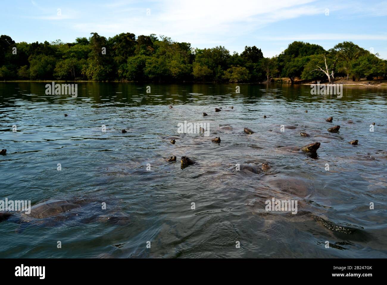 Die kleinen Köpfe, die aus der Wasseroberfläche einer großen Anzahl von Schildkröten in einem kleinen See im Amazonas-Wald in Brasilien auftauchen Stockfoto