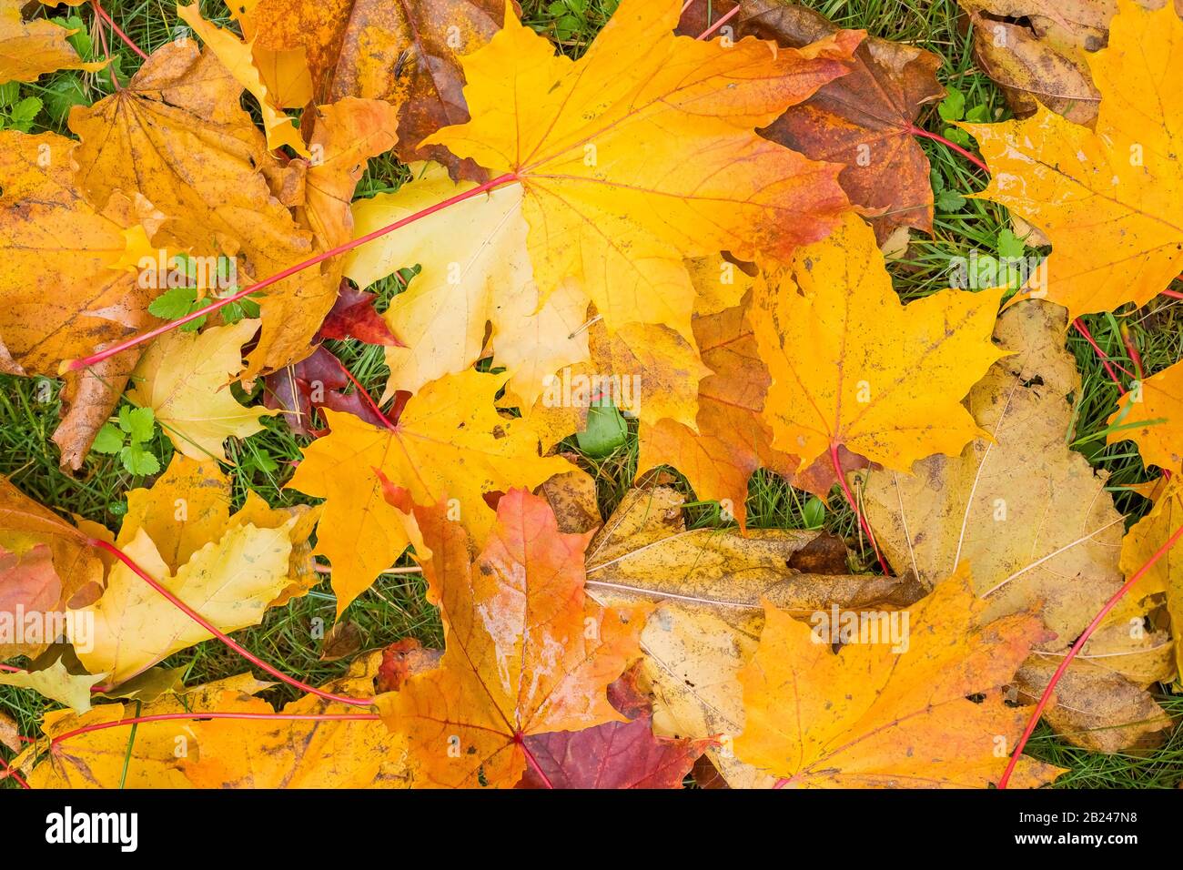 Baum Blätter auf dem Boden. Bunte Herbst Blätter Hintergrund.Bunte und helle Hintergrund aus Herbst Blätter fallen. Gelbe Ahornblätter Stockfoto