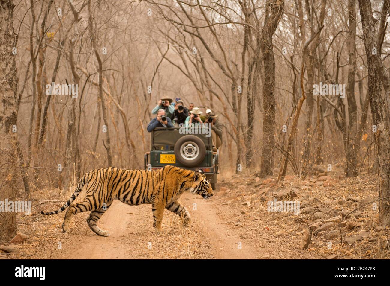 Touristen auf einem Fahrzeug, das sich mit einem wilden Tiger (Panthera tigris tigris) über den Waldweg, während sie auf Safari, im trockenen Dschungel, befinden Stockfoto