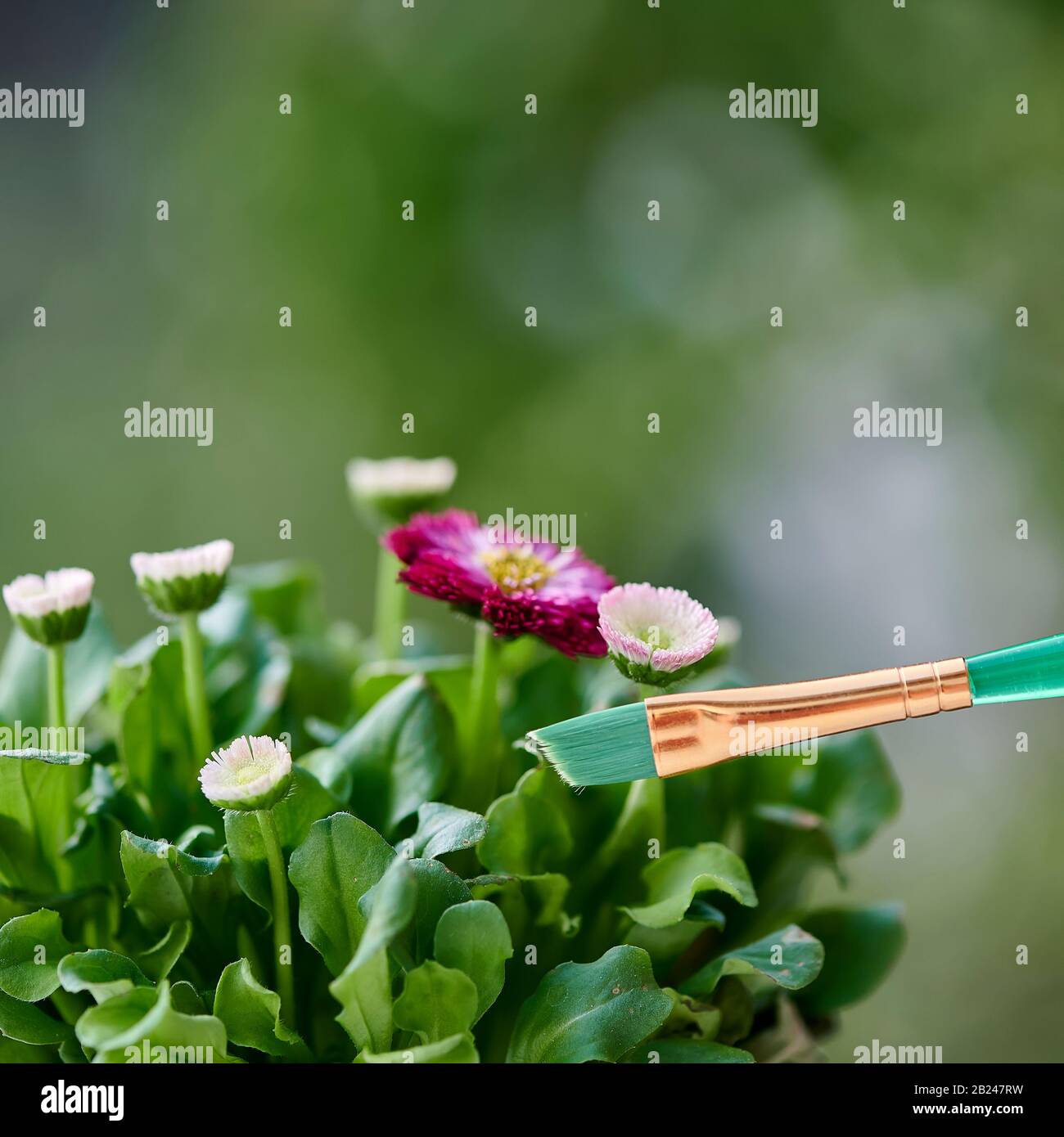 Violette und weiße Gänseblümchen im Sonnenschein. Ein farbiges Pinsel symbolisiert die kräftigen Farben der Natur. Stockfoto