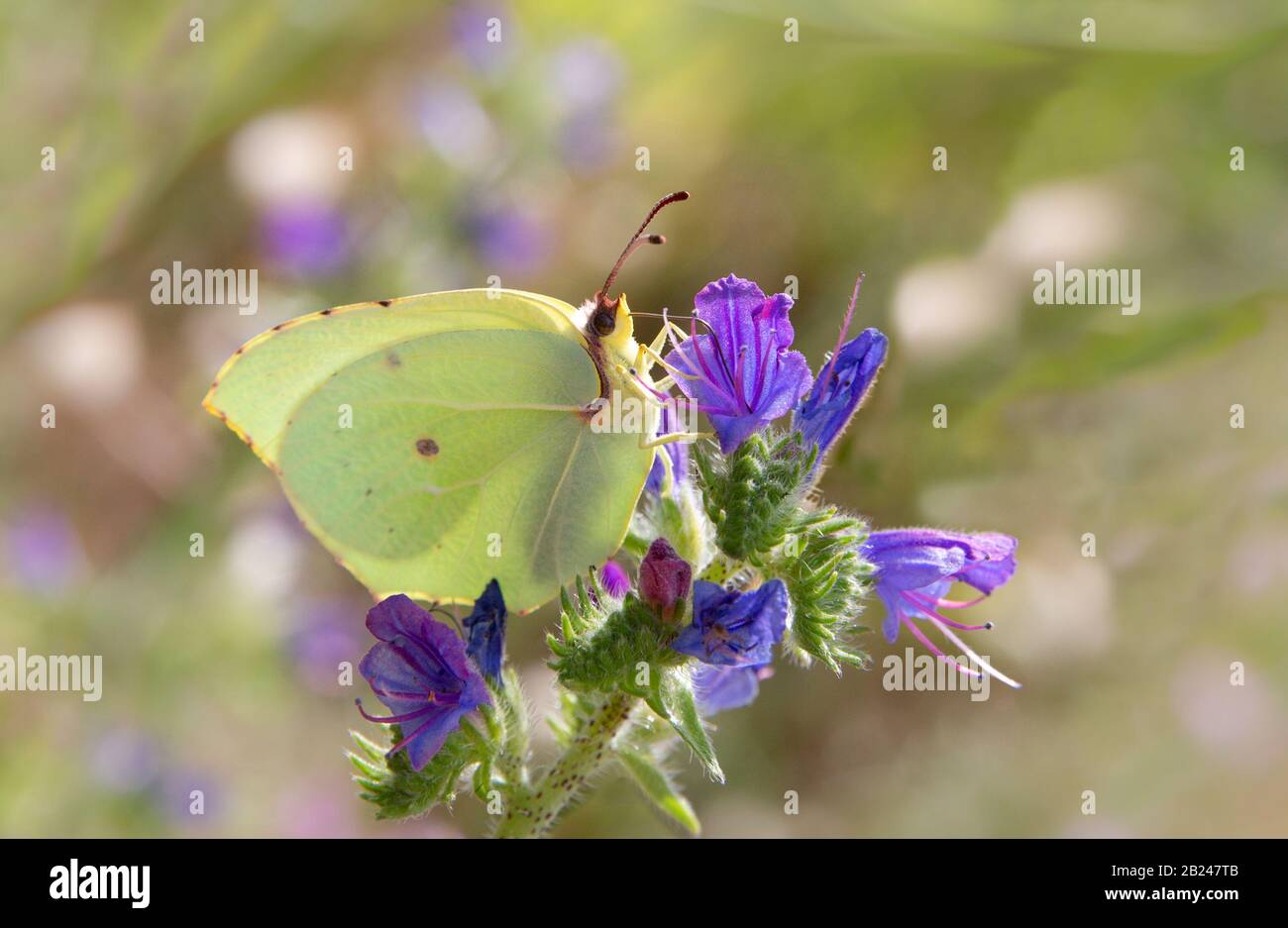 Häufiger Brimstone-Schmetterling - Gonepteryx rhamni. Gewöhnliche Schmetterlingsbestuhlung auf purpurroten Blumen und ernähren sich von Nektar Stockfoto