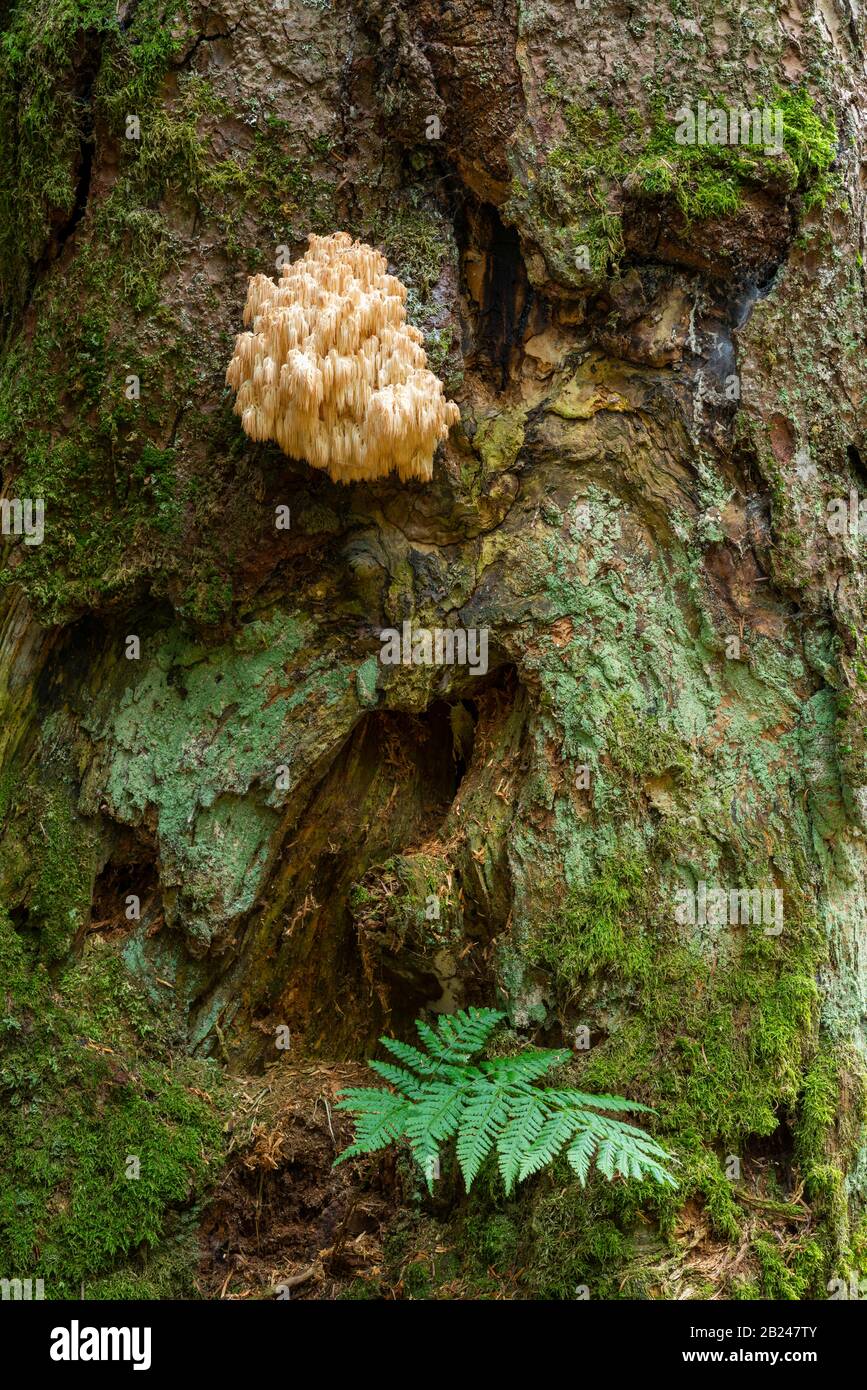 Hericium flagellum (Hericium flagellum) zur europäischen Silbertanne (Abies alba), Nationalpark Bayerischer Wald, Bayern, Deutschland Stockfoto
