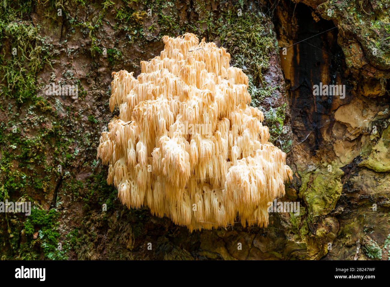 Hericium flagellum (Hericium flagellum) zur europäischen Silbertanne (Abies alba), Nationalpark Bayerischer Wald, Bayern, Deutschland Stockfoto