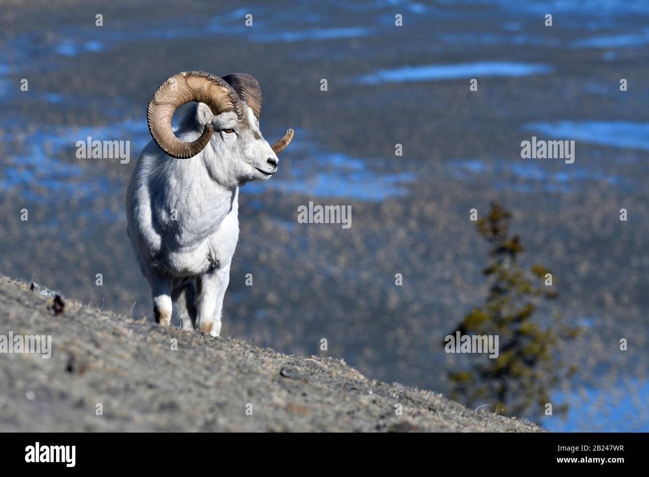 Dall's Widder (Ovis dalli), an einem Berghang stehend, Sheep Mountain, im hinteren Slims River Valley, Kluane, Yukon, Kanada Stockfoto