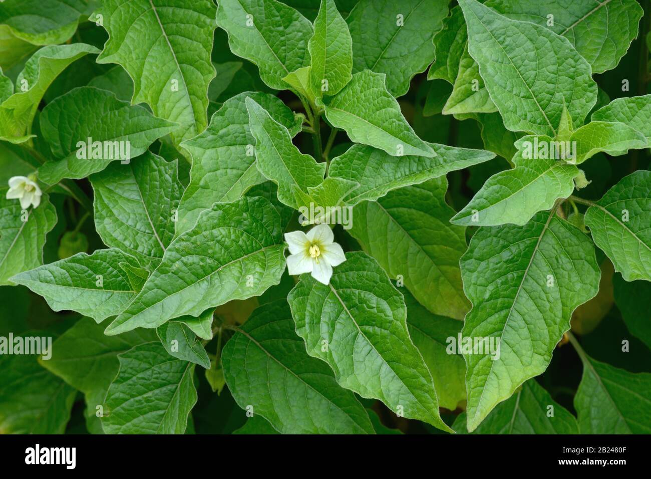 Physalis (Physalis peruviana), blühend, Deutschland Stockfoto