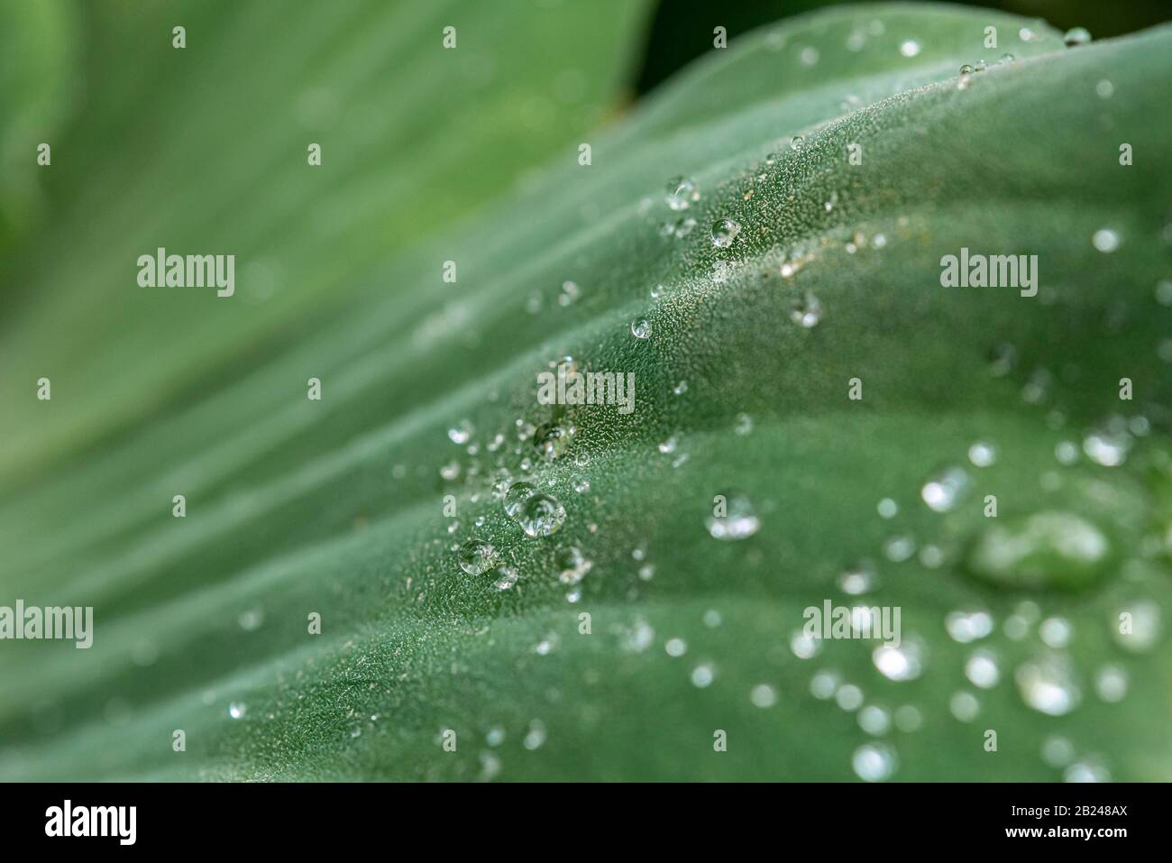 Wasserkohl (Pistia stratiotes), lotus-effekt, Wassertropfen auf einem Blatt, Botanischer Garten Berlin, Berlin, Deutschland Stockfoto