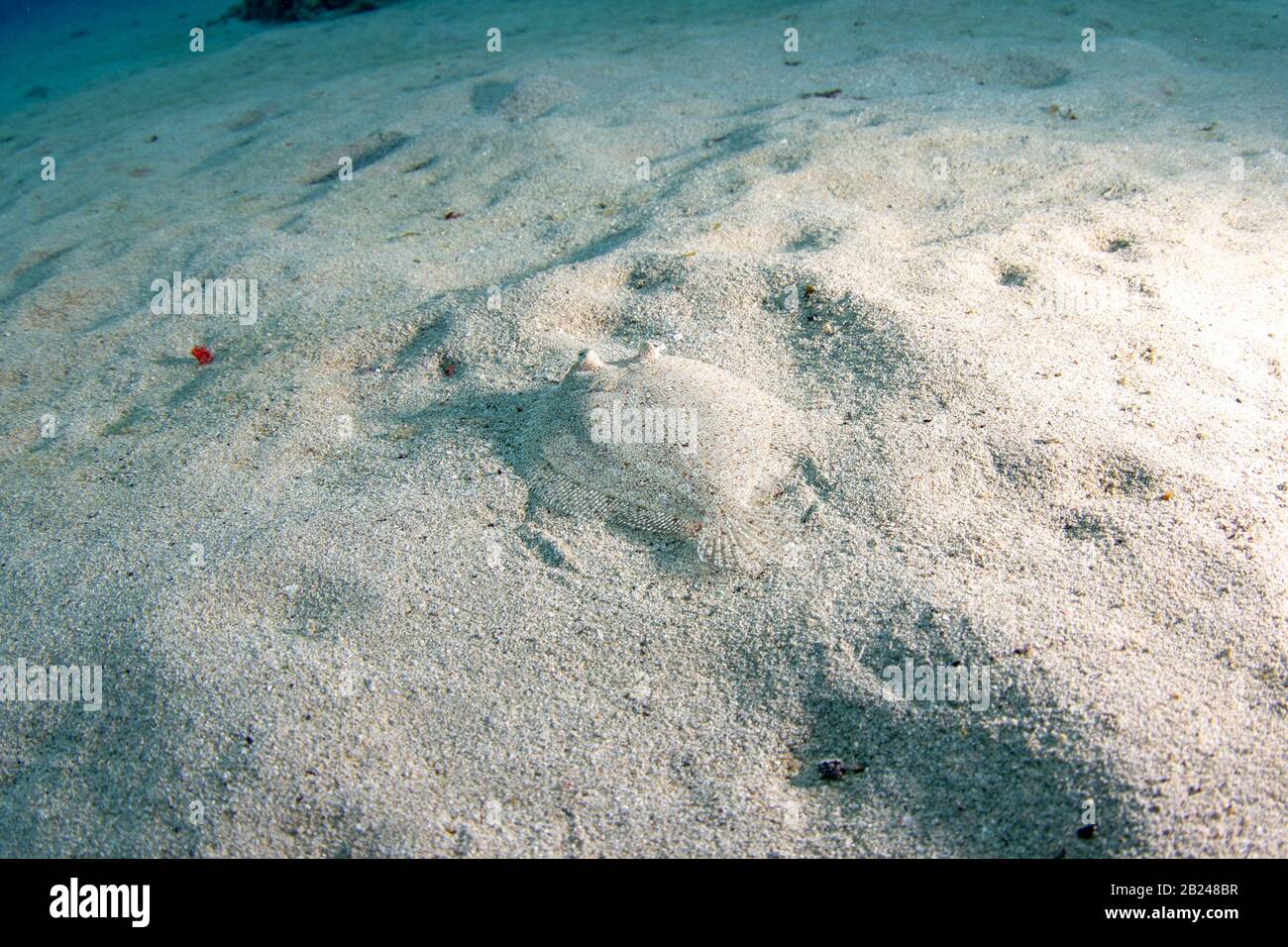 Flunder (Botus lunatus) versteckt sich in sandigen Untergrund, Playa Grandi, Curacao Stockfoto