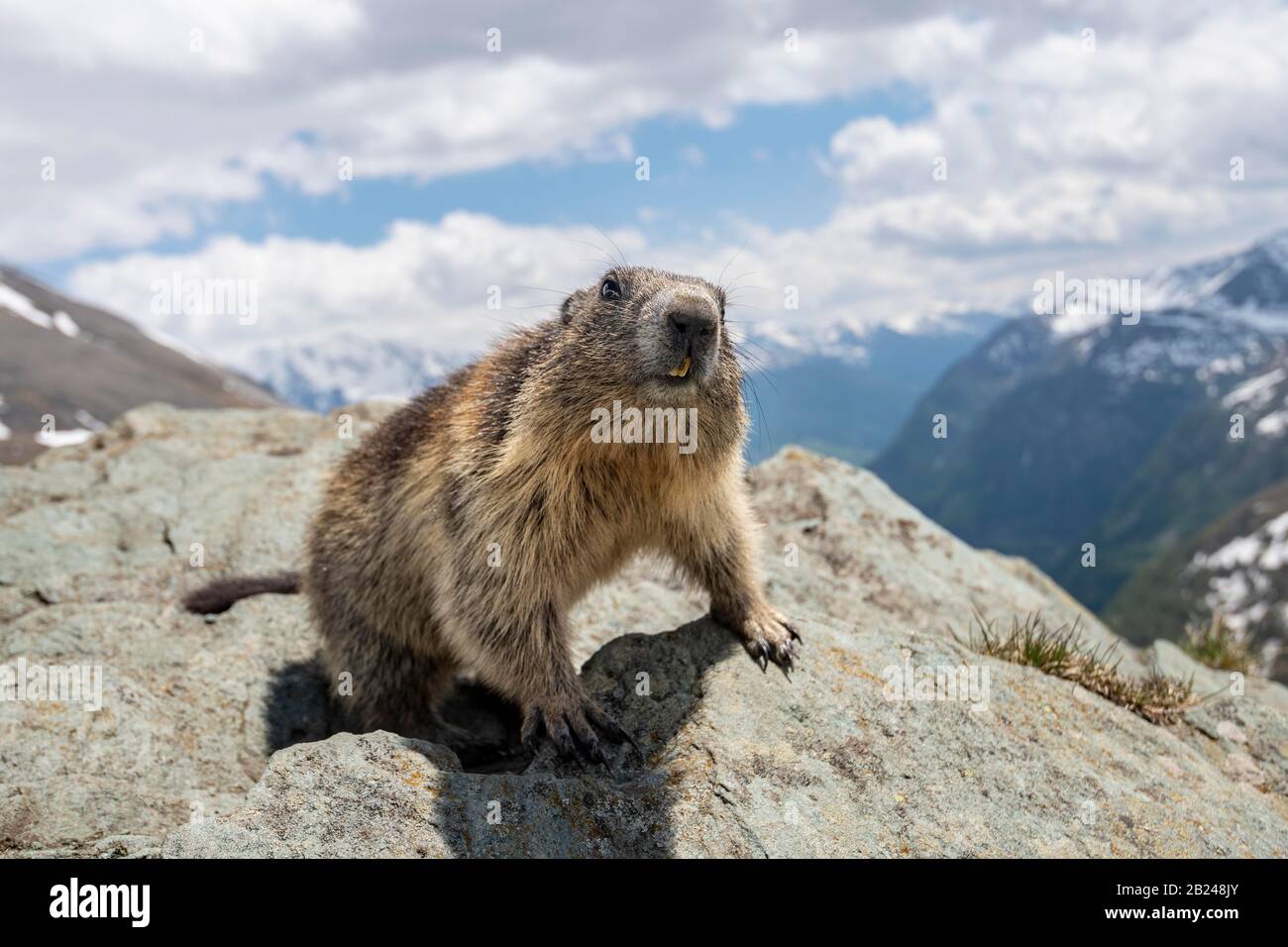 Murmeltier (Marmota Marmota), Nationalpark Hohe Tauern, Kärnten, Österreich Stockfoto