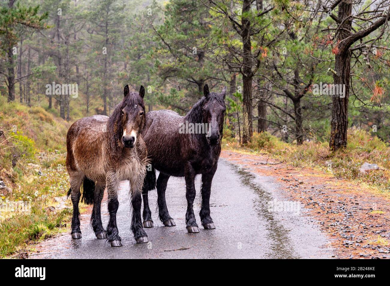 Zwei nasse Pferde, die im Wald im Regen stehen, Spanien Stockfoto