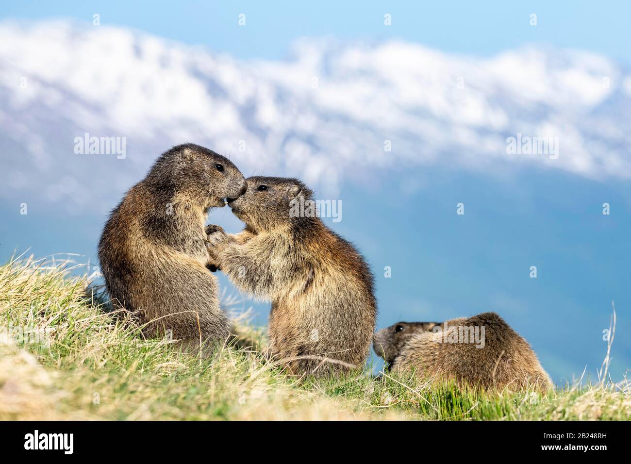Zwei Murmeltiere (Marmota marmota), Jungtiere spielen, Nationalpark Hohe Tauern, Kärntner, Österreich Stockfoto
