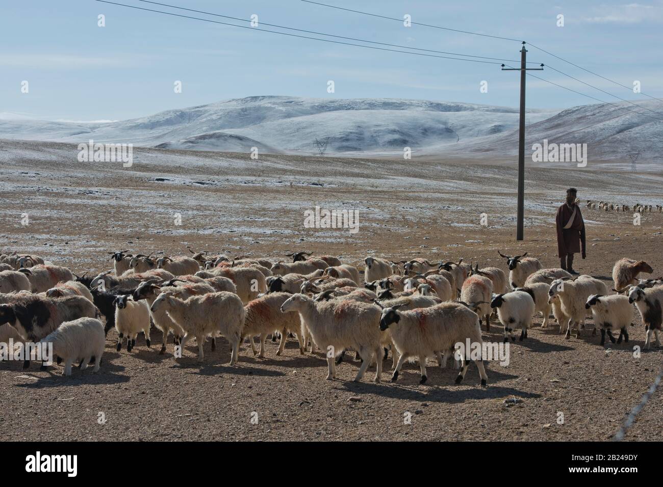 Tibetischer Nomad auf eisiger Hochebene mit Schafherde, Changtang-Hochebene, Damchung County, Tibet, China Stockfoto