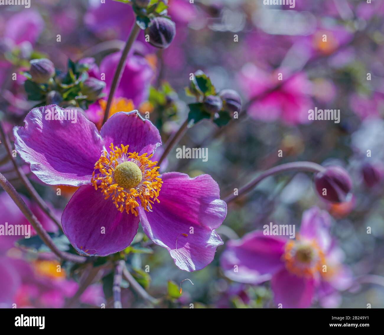 Anemone Blume lila Anemone hapehensis) Pflanzen in Blüte. Rosa Gartenpflanze in der Familie Ranunculaceae. Nahaufnahme der japanischen Anemone-Blumen Stockfoto