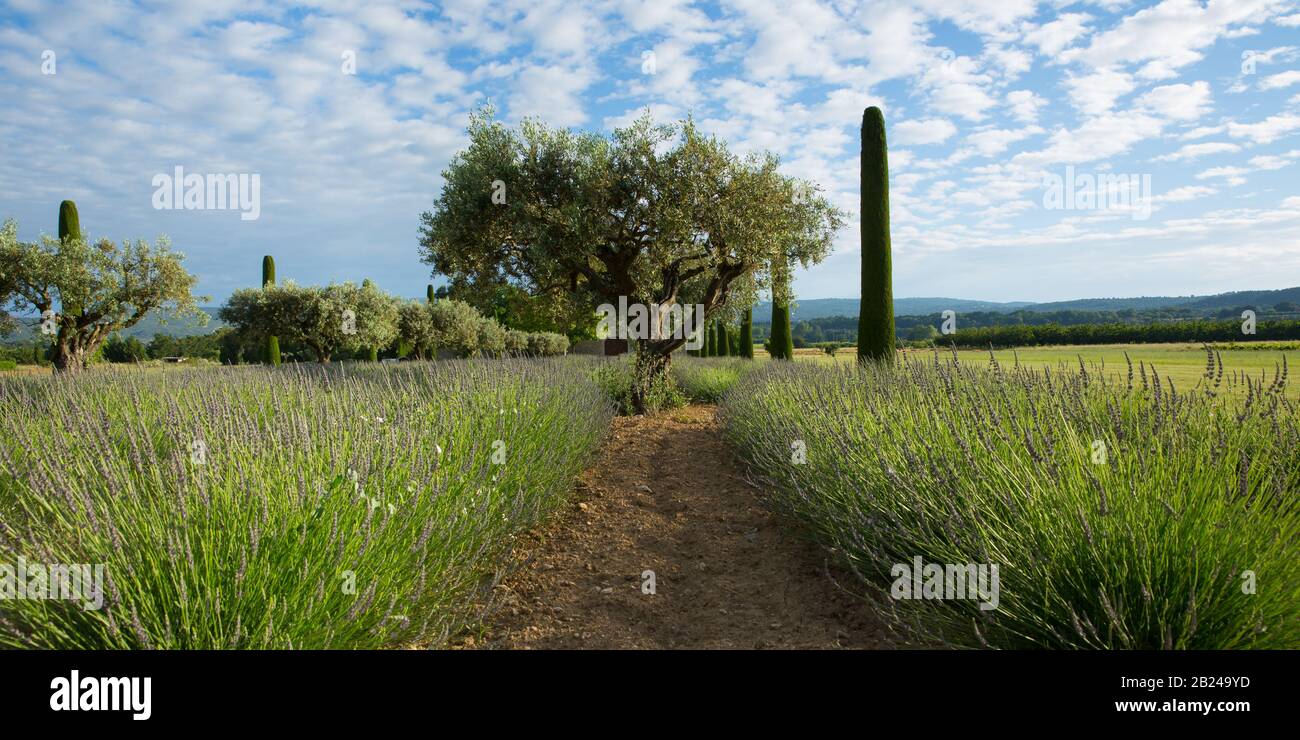 Landwirtschaft in der Nähe von Maubec. Schöne Aussicht auf eine ländliche Landschaft mit Lavendel und alten Olivenbäumen in der Nähe von Maubec, Provence, Frankreich Stockfoto