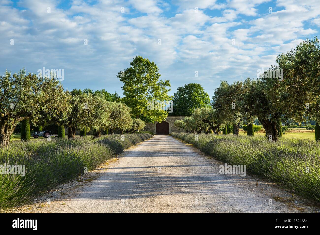 Weingut in der Provence. Schöne Aussicht auf eine ländliche Landschaft mit Lavendel und alten Olivenbäumen in der Nähe von Maubec, Provence, Frankreich Stockfoto