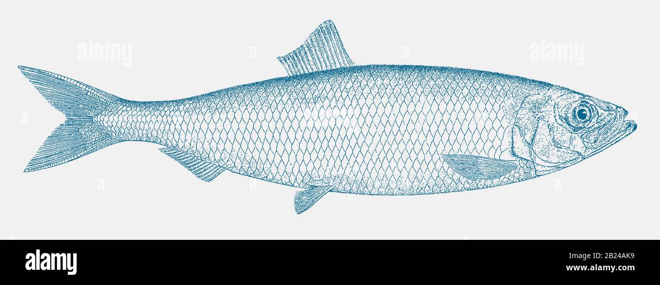 Atlantischer Hering, clupea harengus, ein wichtiger Speisefisch aus dem atlantischen Ozean in Seitenansicht Stock Vektor