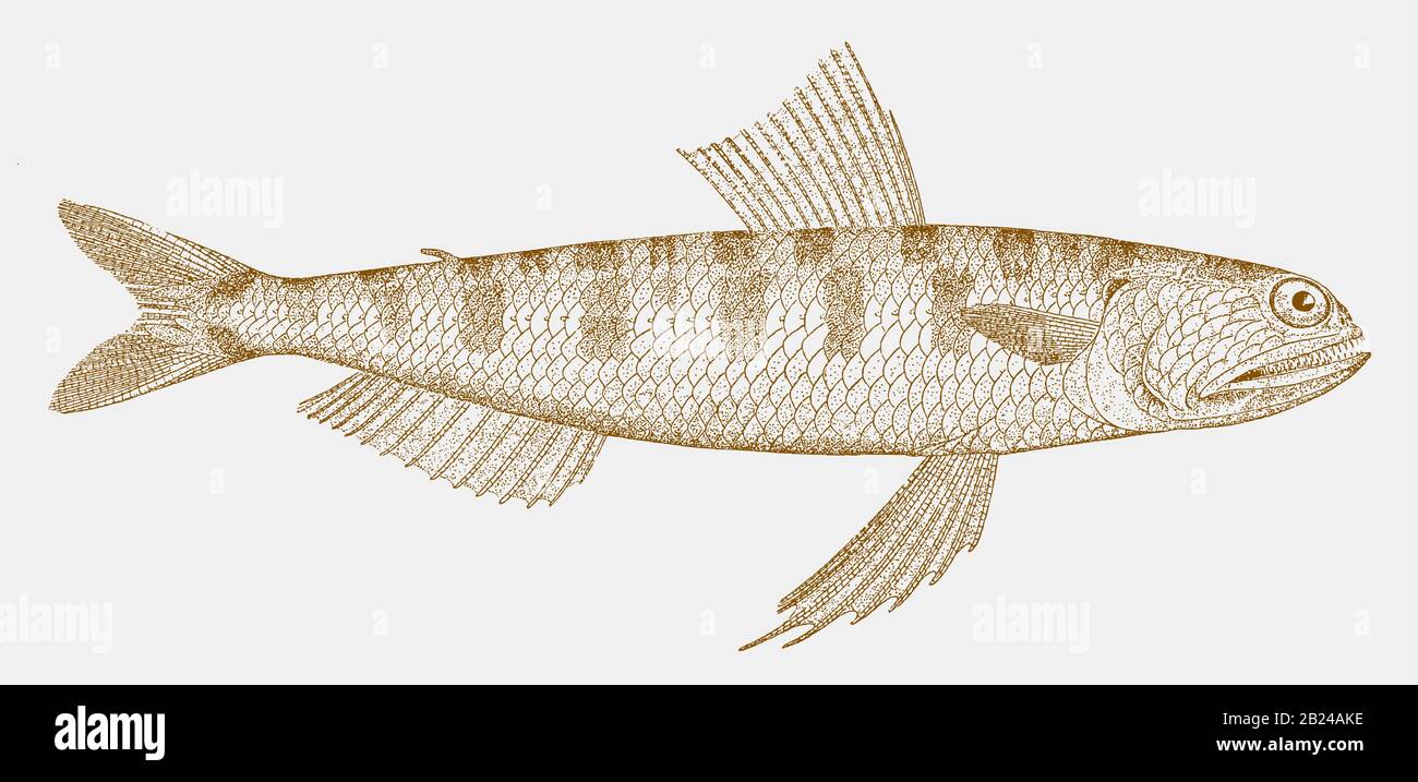 Snakefisch, Trachinocephalus myops, ein Fisch aus dem atlantik in Seitenansicht Stock Vektor