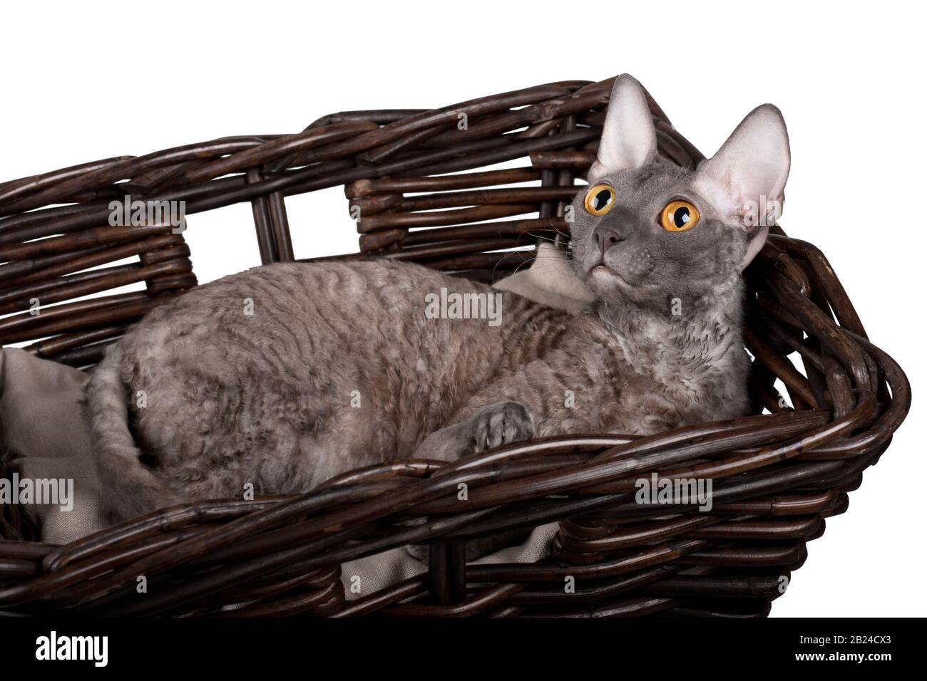 Cornish Rex-Katze in einem Korb auf weißem Hintergrund Stockfoto