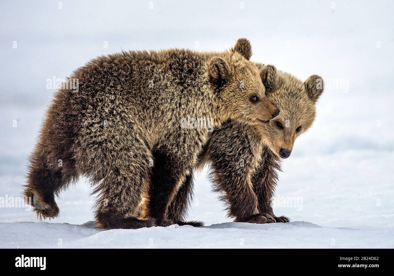 Bärenkuppen spielen im Schnee. Natürlicher Lebensraum. Braunbär, wissenschaftlicher Name: Ursus Arctos Arctos. Stockfoto