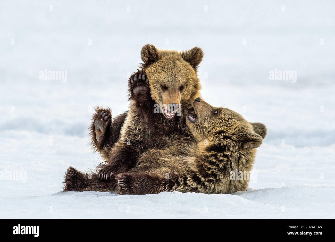 Bärenkuppen spielen im Schnee. Natürlicher Lebensraum. Braunbär, wissenschaftlicher Name: Ursus Arctos Arctos. Stockfoto
