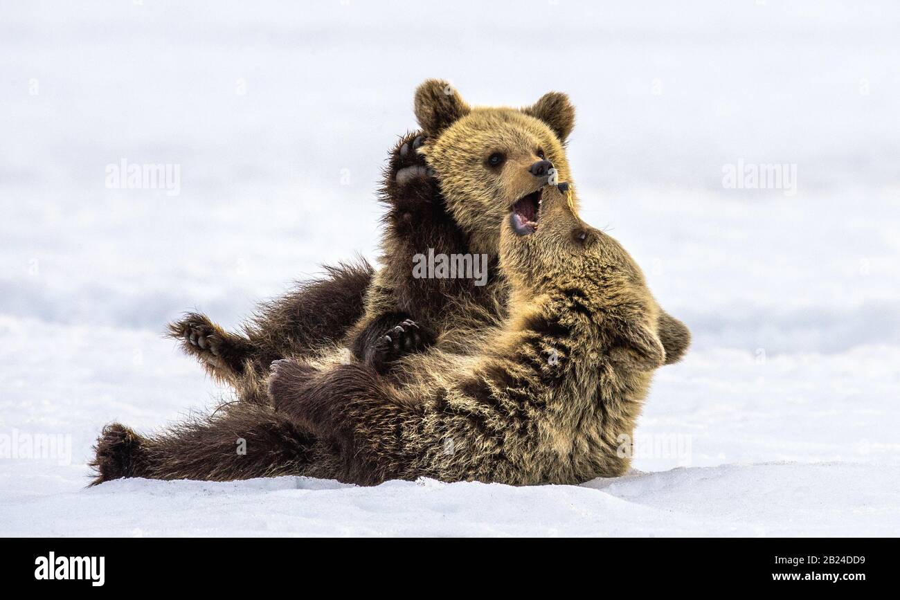 Bärenkuppen spielen im Schnee. Natürlicher Lebensraum. Braunbär, wissenschaftlicher Name: Ursus Arctos Arctos. Stockfoto