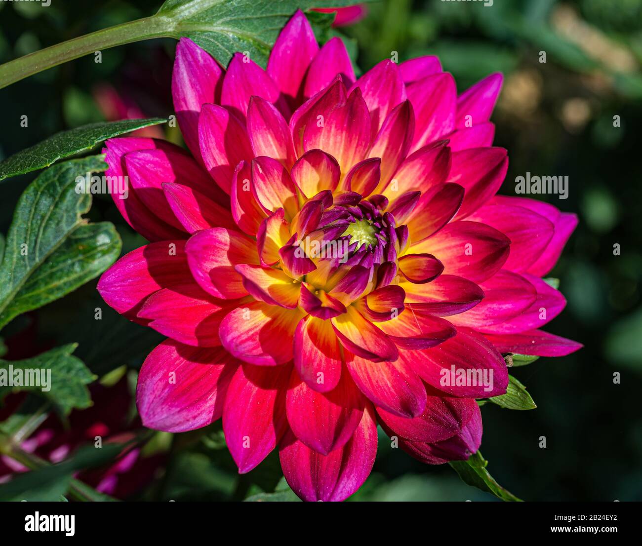 Dahlien rote Blume, Blume prächtig, heißes Rosa mit buttergelben Streifen. Pinkie dahlia. Stockfoto