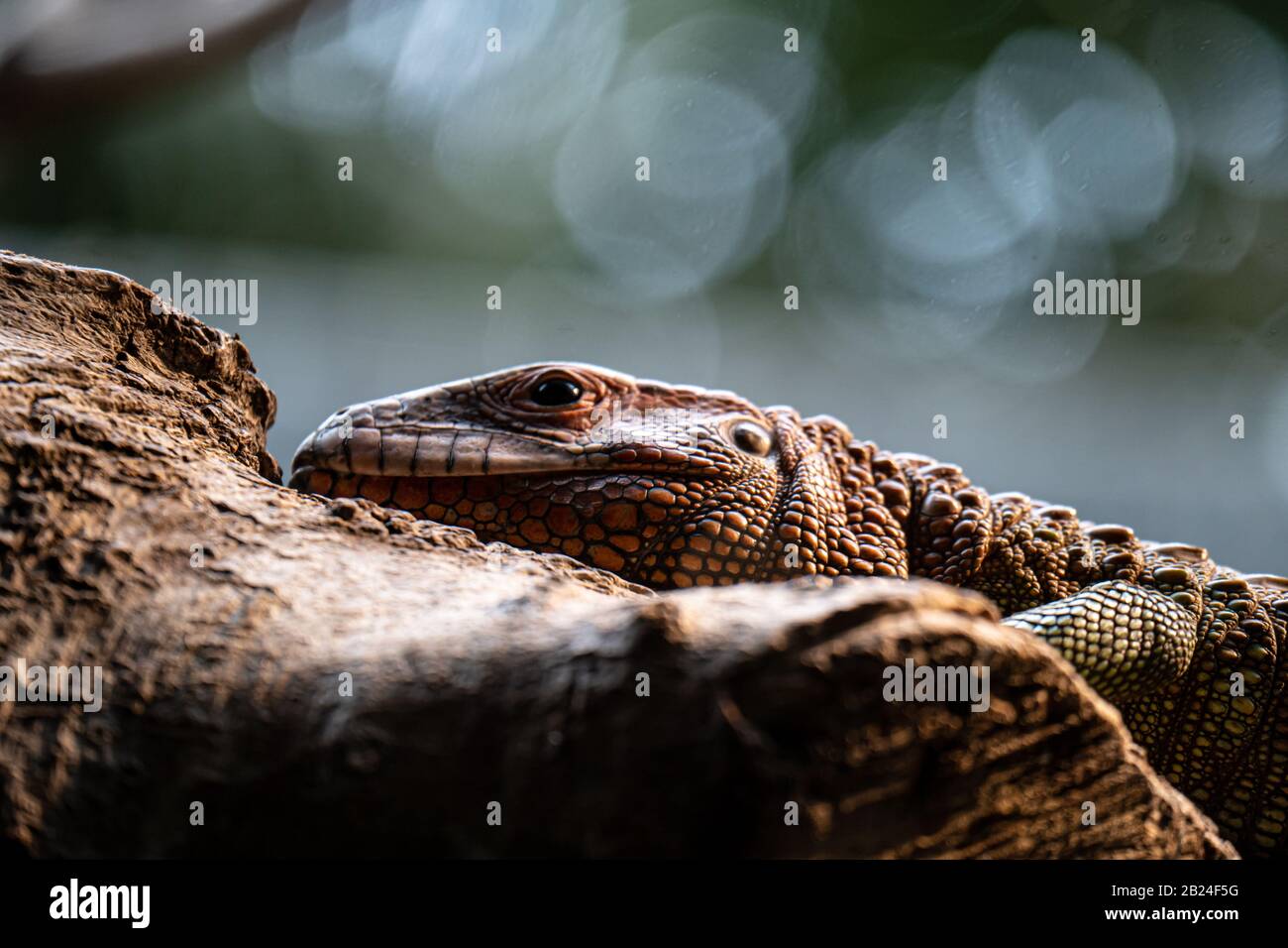 Nördliche Kaiman-Echse (Dracaena guianensis), Parc Zoologique de Paris (Pariser Zoo), Paris, Frankreich Stockfoto