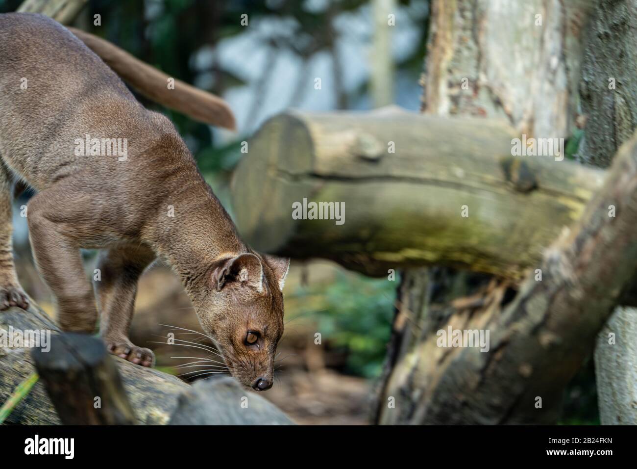 Fossa (Cryptoprocta ferox), Parc Zoologique de Paris (Pariser Zoo), Paris, Frankreich Stockfoto