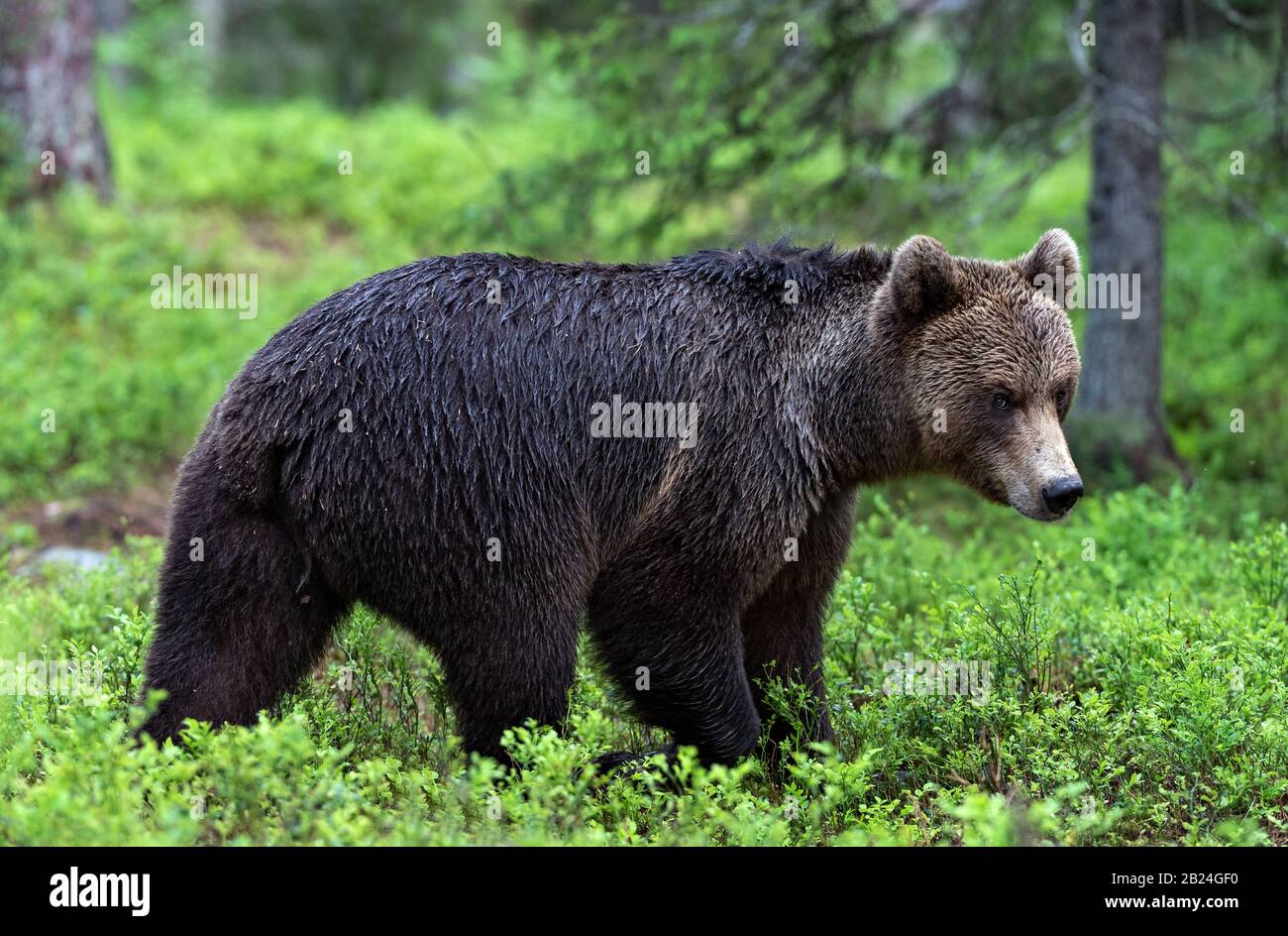 Braunbär-Spaziergänge im Sommerwald. Wissenschaftlicher Name: Ursus arctos. Natürlicher Lebensraum. Stockfoto